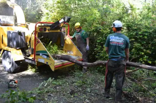tree services East Bronson